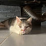 Filou participe au concours pour gagner de l'argent avec cette photo : cat, indoor, floor, tile, vent_pipe, furniture, pet, animal, resting, lying_down, curious, white, gray, pink_nose, ears, whiskers, close_up, low_angle, quiet, calm