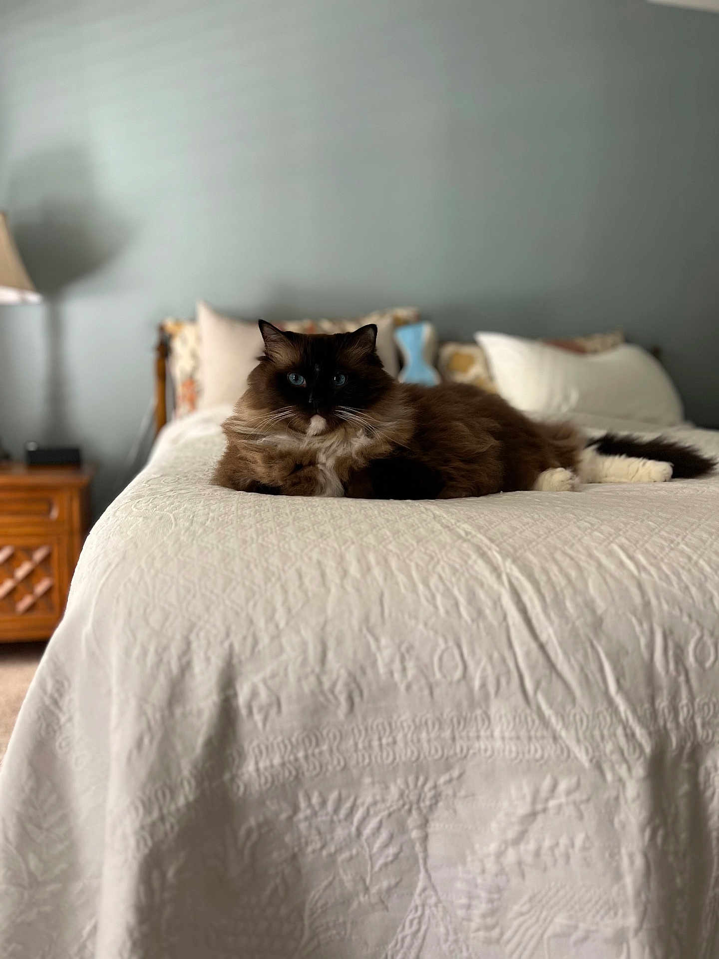 Dunkin joined the competition — help win amazing prizes! cat, ragdoll_cat, blue_eyes, fluffy, bed, blanket, quilt, pillow, bedroom, nightstand, lamp, wood_furniture, headboard, cozy, indoor, pet, lounging, portrait, bokeh, soft_light