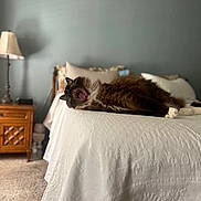 Dunkin is registered to the contest to win money with this photo: cat, yawning_cat, bed, bedspread, pillow, nightstand, lamp, carpet, headboard, wooden_furniture, bedroom, indoor, pet, fur, white_bedspread, cozy, relaxed, portrait, shallow_depth_of_field, bokeh