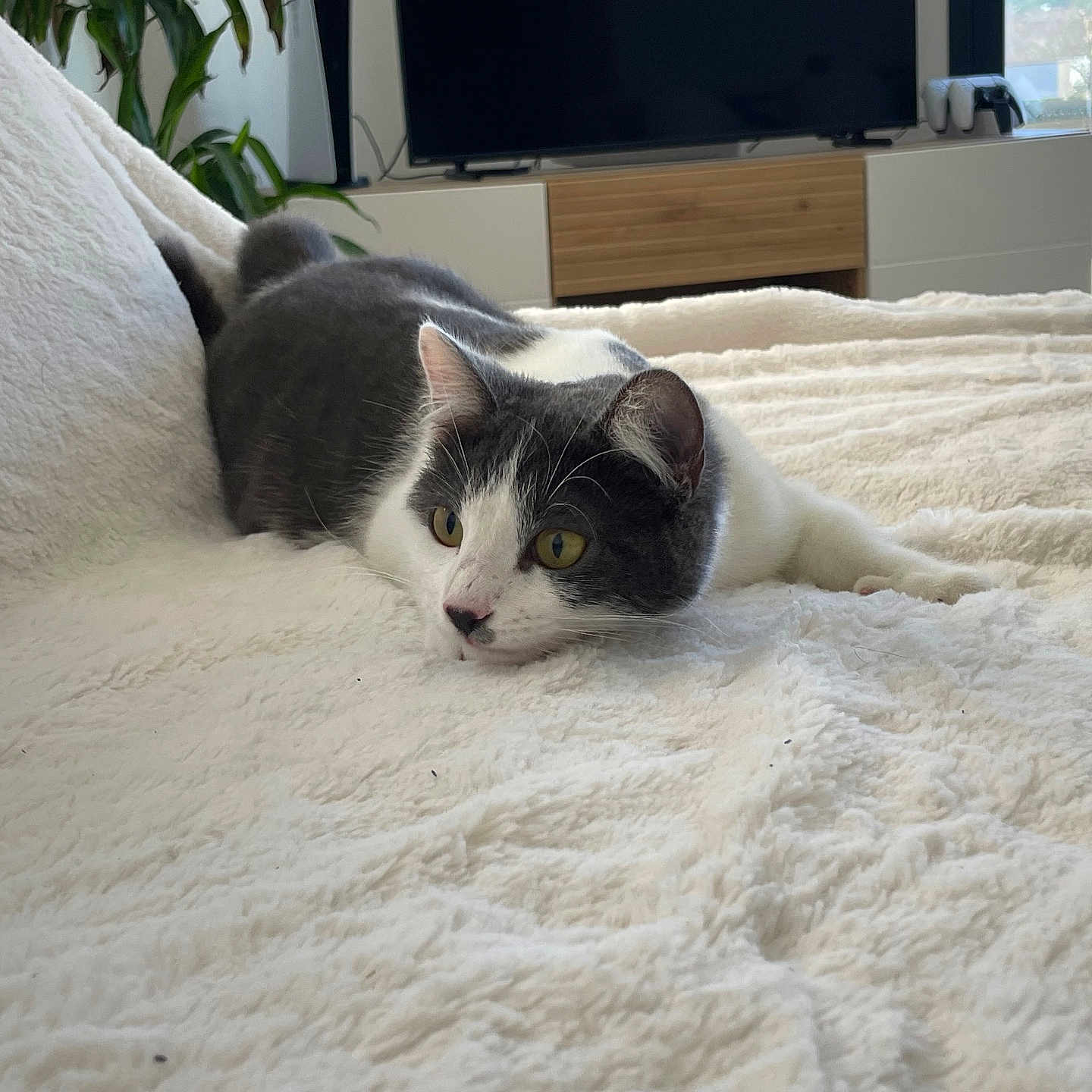 Noisette participe au concours pour gagner de l'argent avec cette photo : animal, bed, bedroom, blanket, cat, computerhardware, couch, electronics, furniture, hardware, homedecor, indoors, kitten, manx, monitor, pet, quilt, room, screen, tv