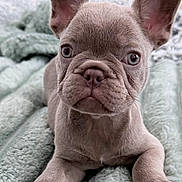 Sophie joined the competition — help win amazing prizes! adorable, animal, blanket, close_up, companion, cute, dog, ears, eyes, french_bulldog, fur, indoor, lying_down, mammal, pet, portrait, puppy, soft, texture, young