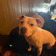 Phat Boy is registered to the contest to win money with this photo: animal, ashtray, bed, cigarettes, cozy, dog, fan, furniture, home, indoor, looking_up, night, pet, pillow, room, stuffed_animal, table, wall, warm_lighting, white_dog