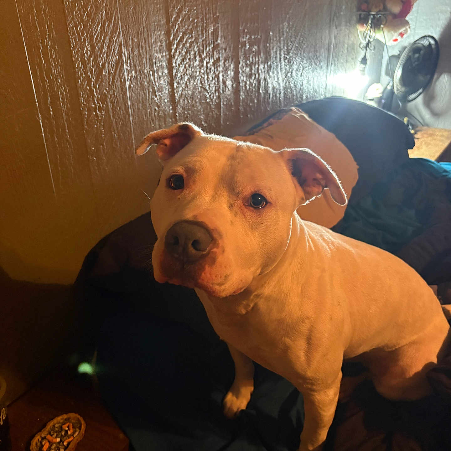 Phat Boy