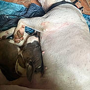 Phat Boy joined the competition — help win amazing prizes! adorable, animals, belly, blanket, canine, dog, harness, indoors, litter, lying_down, mother_dog, nursing, paws, pet, puppies, puppy, resting, sleeping, tile_floor, white_dog