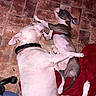 Phat Boy is registered to the contest to win money with this photo: animal, belly_up, collar, cuddling, dog, dogs, funny_pose, harness, indoors, lying_down, paws, pet, playing, puppy, red_blanket, spotted_dog, tail, tile_floor, white_dog, wrestling