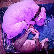 Phatboy is registered to the contest to win money with this photo: dogs, dog, sleeping, lying_down, pet, canine, short_hair, collar, harness, blanket, crate, indoor, brick_wall, resting, curled_up, companion_animals, purple_lighting, cozy, photography, animals
