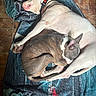 Phatboy is registered to the contest to win money with this photo: dogs, dog, puppies, sleeping, cuddling, resting, lying_down, white_dog, brown_dog, gray_dog, animal, pets, domestic_animals, blanket, blue_blanket, tile_floor, indoor, cozy, harness, relaxed