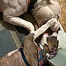 affectionate, animal, brown_dog, canine, collar, cuddling, dog, dogs, floor, funny, harness, indoor, lying_down, paw, pets, pit_bull, playing, portrait, white_dog, wrestling