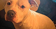 Phatboy is registered to the contest to win money with this photo: dog, canine, pet, tan_dog, short_hair, sitting, portrait, face, eyes, ears, nose, indoors, home, blanket, bed, cozy, warm_lighting, backlighting, wooden_wall, fan