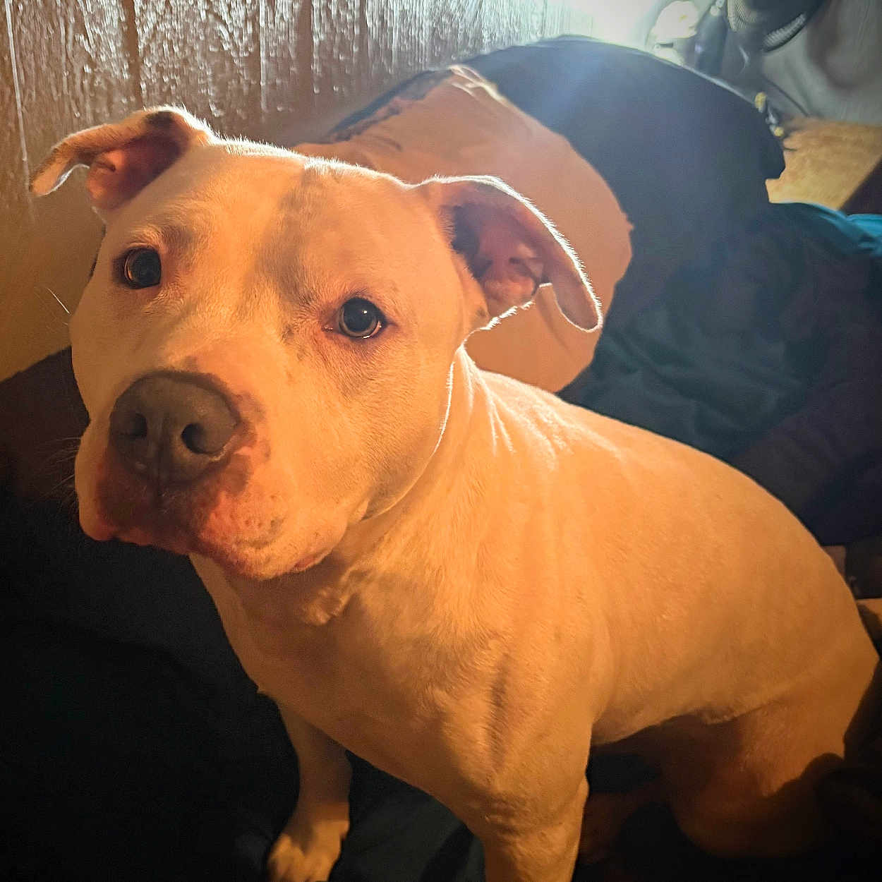 Phatboy is registered to the contest to win money with this photo: dog, canine, pet, tan_dog, short_hair, sitting, portrait, face, eyes, ears, nose, indoors, home, blanket, bed, cozy, warm_lighting, backlighting, wooden_wall, fan