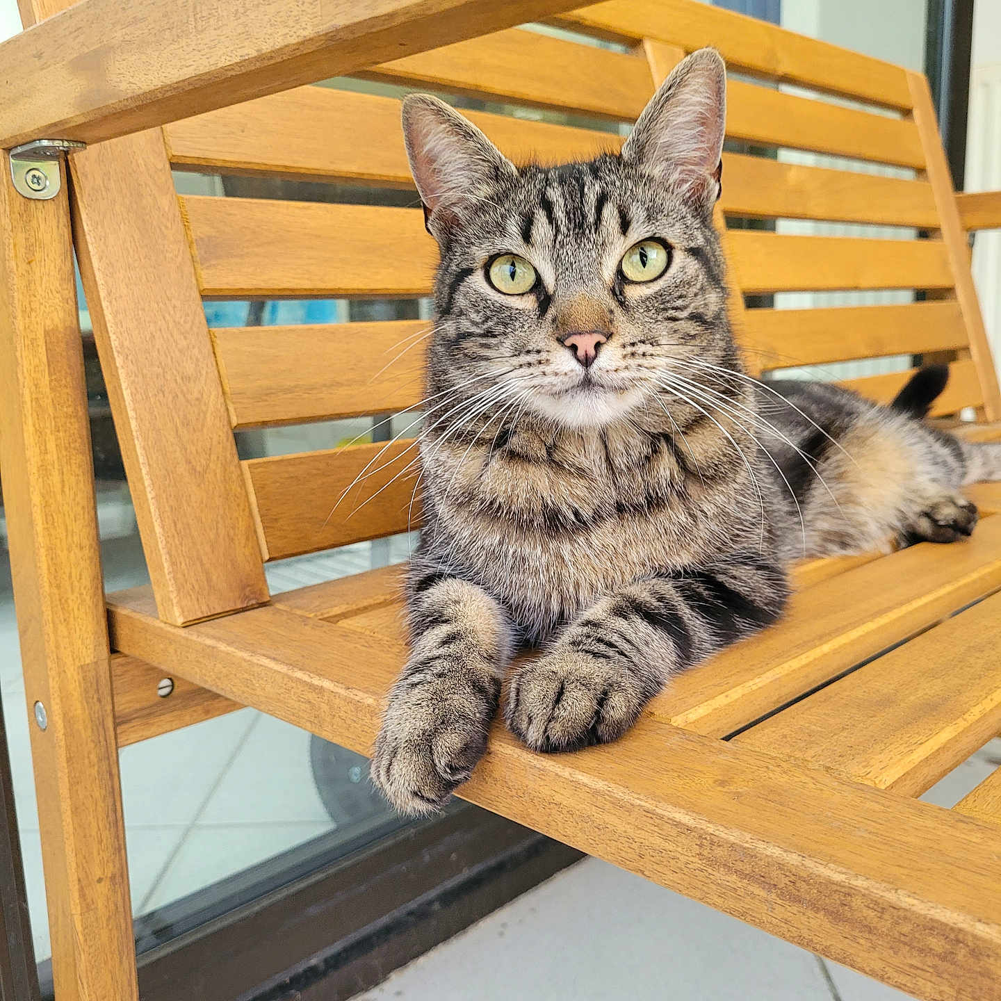 Natcho a rejoint le concours — aidez-le/la à gagner de superbes lots ! animal, cat, close_up, domestic_cat, ears, feline, fur, green_eyes, indoor, nose, paw, pet, portrait, relaxed, resting, striped_fur, tabby_cat, whiskers, wood, wooden_bench