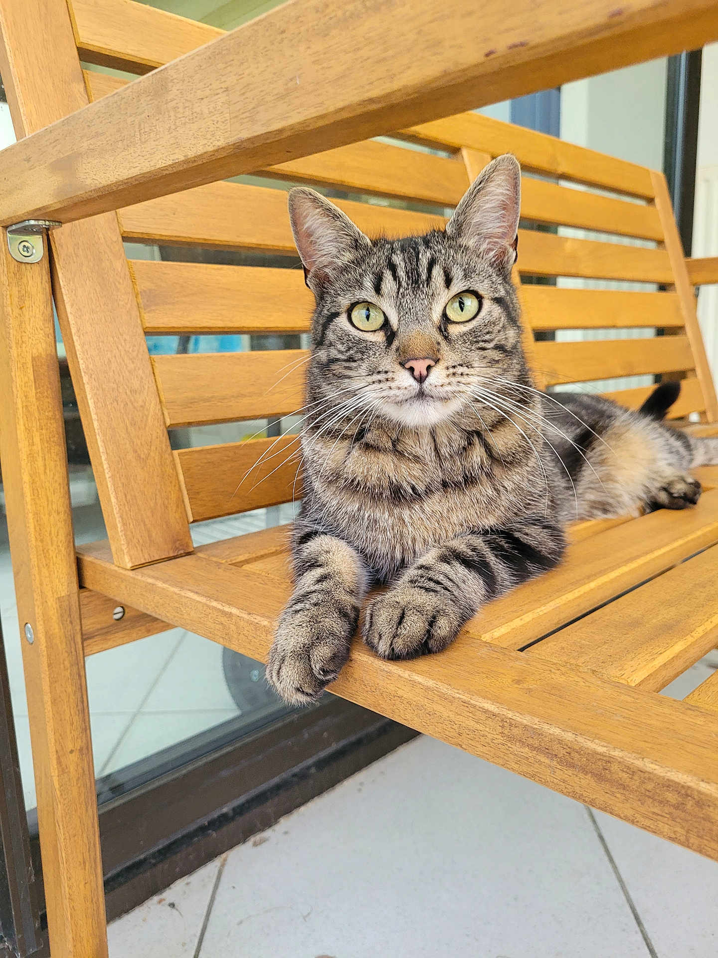 Natcho a rejoint le concours — aidez-le/la à gagner de superbes lots ! cat, tabby_cat, wooden_bench, pet, animal, indoor, feline, striped_fur, green_eyes, relaxed, paw, fur, whiskers, ears, nose, close_up, resting, portrait, domestic_cat, wood