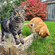 Natcho participe au concours pour gagner de l'argent avec cette photo : cat, tabby_cat, orange_cat, grass, garden, bush, plants, outdoor, nature, pets, curious, animals, greenery, daylight, backyard, stone, solar_lights, fur, whiskers, ears