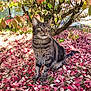 Natcho participe au concours pour gagner de l'argent avec cette photo : cat, tabby_cat, autumn, fall_leaves, pink_leaves, white_leaves, tree, outdoor, nature, grass, animal, pet, feline, sitting, leaf_litter, daylight, colorful, curious, wildlife, close_up