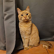 Tabasco a rejoint le concours — aidez-le/la à gagner de superbes lots ! cat, ginger_cat, pet, animal, indoor, curtain, floor, tiled_floor, feline, whiskers, tail, ears, eyes, sitting, looking, curious, domestic_animal, fur, cute, portrait