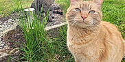 Tabasco a rejoint le concours — aidez-le/la à gagner de superbes lots ! cat, orange_tabby, gray_tabby, grass, garden, outdoor, nature, plants, stone, sunlight, pets, animal, feline, whiskers, ears, sitting, greenery, daylight, mammal, cute
