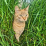 cat, orange_cat, tabby, grass, greenery, outdoor, nature, animal, pet, feline, curious, alert, plants, wild, closeup, fur, eyes, whiskers, head, background