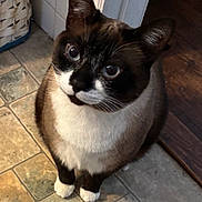 Miso joined the competition — help win amazing prizes! cat, blue_eyes, curious, sitting, indoor, tile_floor, wicker_basket, white_paws, brown_fur, black_mask, whiskers, pet, domestic_cat, looking_up, flooring, door_frame, household, animal, feline, close_up