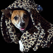 Rosey is registered to the contest to win money with this photo: dog, blanket, leopard_print, pet, cozy, smiling, fur, paw, animal, cute, snuggled, portrait, indoor, warm, friendly, brown, white, black, nose, ears