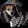 dog, blanket, leopard_print, pet, cozy, smiling, fur, paw, animal, cute, snuggled, portrait, indoor, warm, friendly, brown, white, black, nose, ears