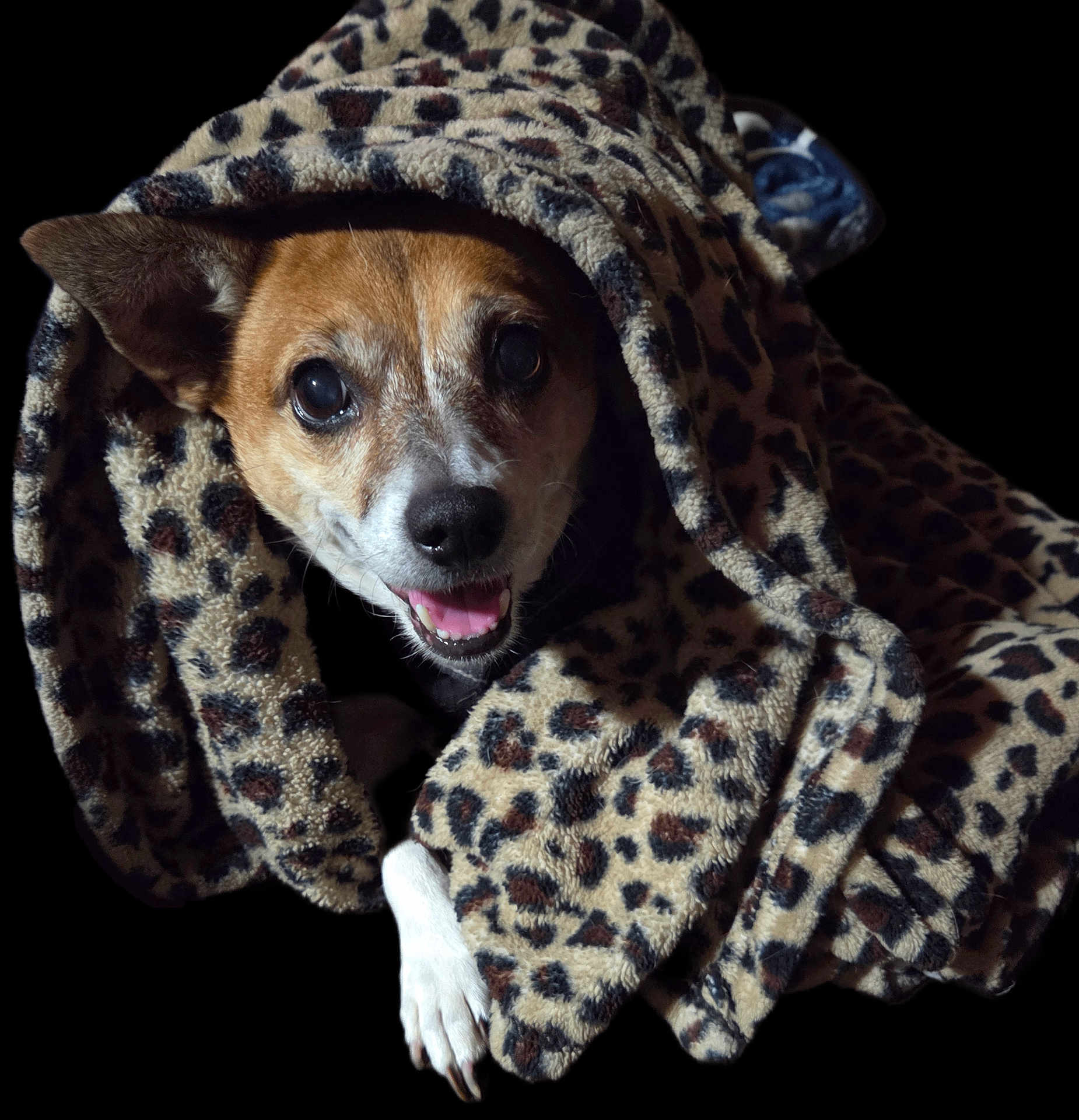 Rosey is registered to the contest to win money with this photo: dog, blanket, leopard_print, pet, cozy, smiling, fur, paw, animal, cute, snuggled, portrait, indoor, warm, friendly, brown, white, black, nose, ears