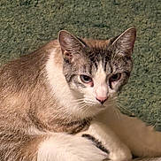 Dusty is registered to the contest to win money with this photo: cat, animal, pet, fur, white_fur, brown_fur, close_up, sitting, indoor, looking, face, whiskers, ears, eyes, nose, paw, texture, green_background, feline, cute