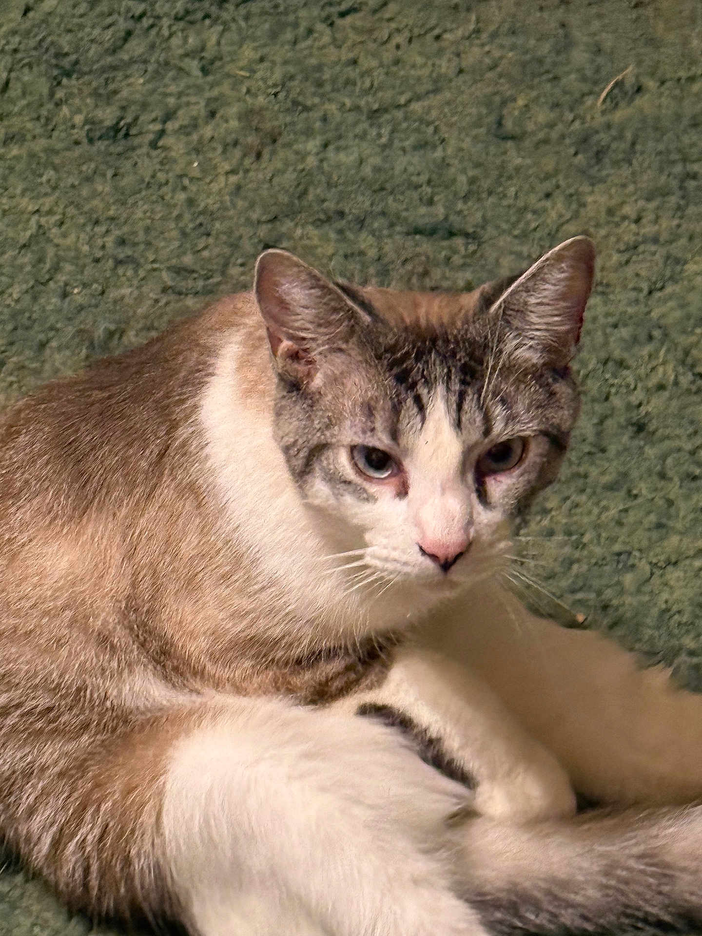 Dusty is registered to the contest to win money with this photo: cat, animal, pet, fur, white_fur, brown_fur, close_up, sitting, indoor, looking, face, whiskers, ears, eyes, nose, paw, texture, green_background, feline, cute