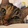 cat, tabby, close_up, green_eyes, fur, whiskers, nose, ear, pet, animal, relaxed, lying_down, indoor, soft_light, blurred_background, cute, face, feline, mammal, domestic_cat