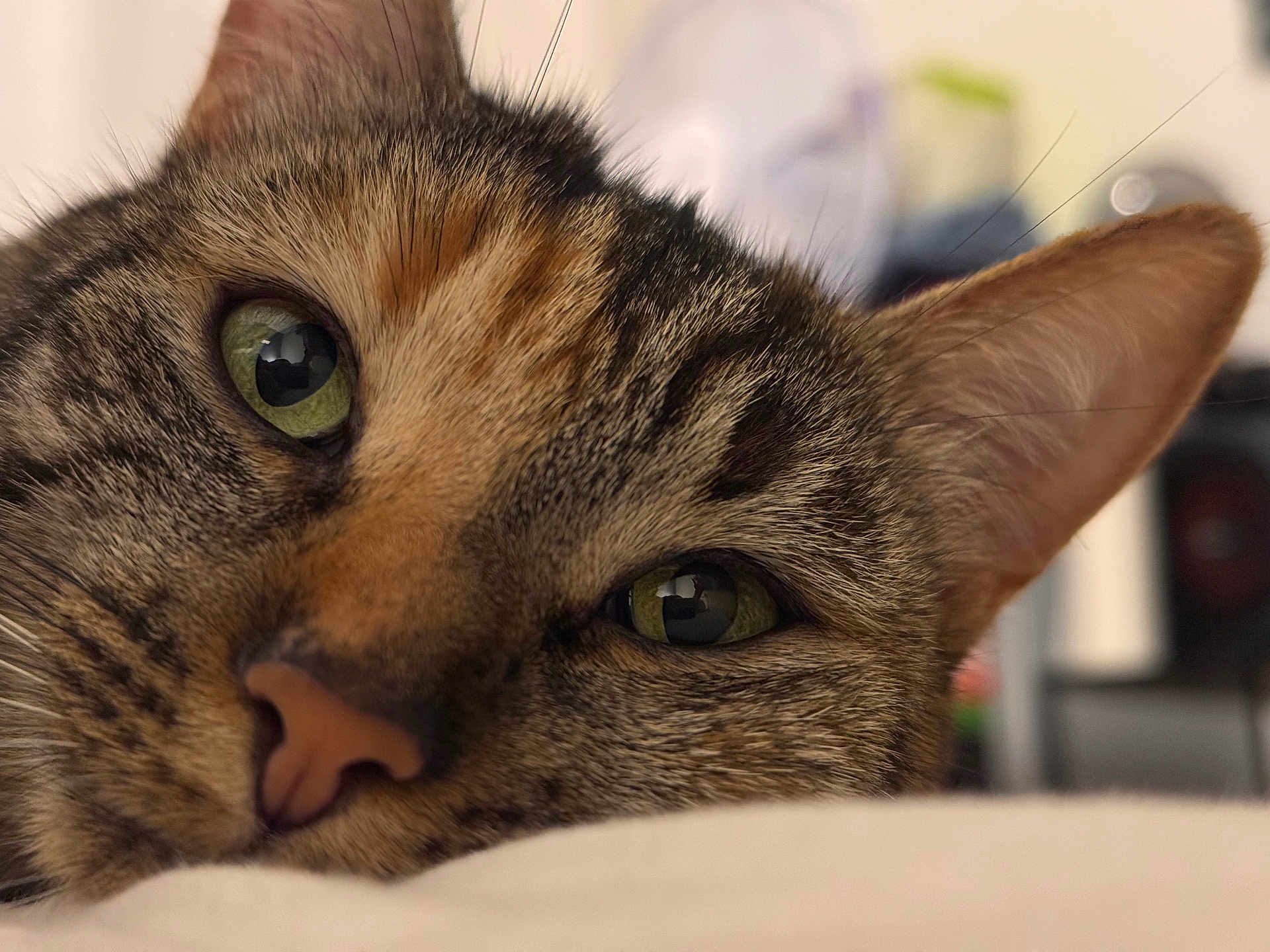 Câline a rejoint le concours — aidez-le/la à gagner de superbes lots ! cat, tabby, close_up, green_eyes, fur, whiskers, nose, ear, pet, animal, relaxed, lying_down, indoor, soft_light, blurred_background, cute, face, feline, mammal, domestic_cat