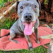 Sinatra is registered to the contest to win money with this photo: animal, brown_eyes, canine, closeup, cushion, dog, ears, face, grass, gray_fur, happy, leaf, nature, outdoor, pet, playful, sitting, snout, tongue, wood