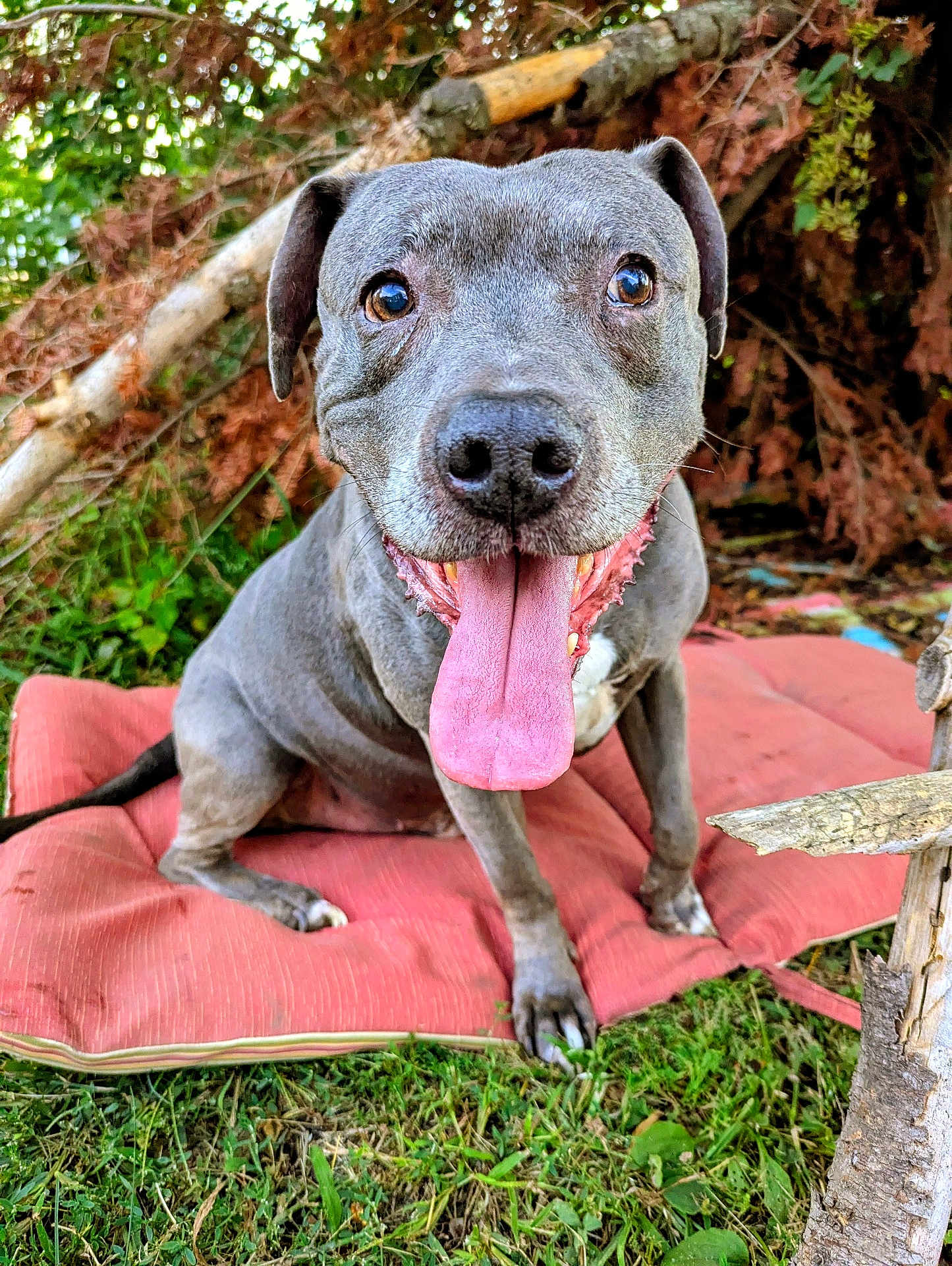 Sinatra is registered to the contest to win money with this photo: animal, brown_eyes, canine, closeup, cushion, dog, ears, face, grass, gray_fur, happy, leaf, nature, outdoor, pet, playful, sitting, snout, tongue, wood
