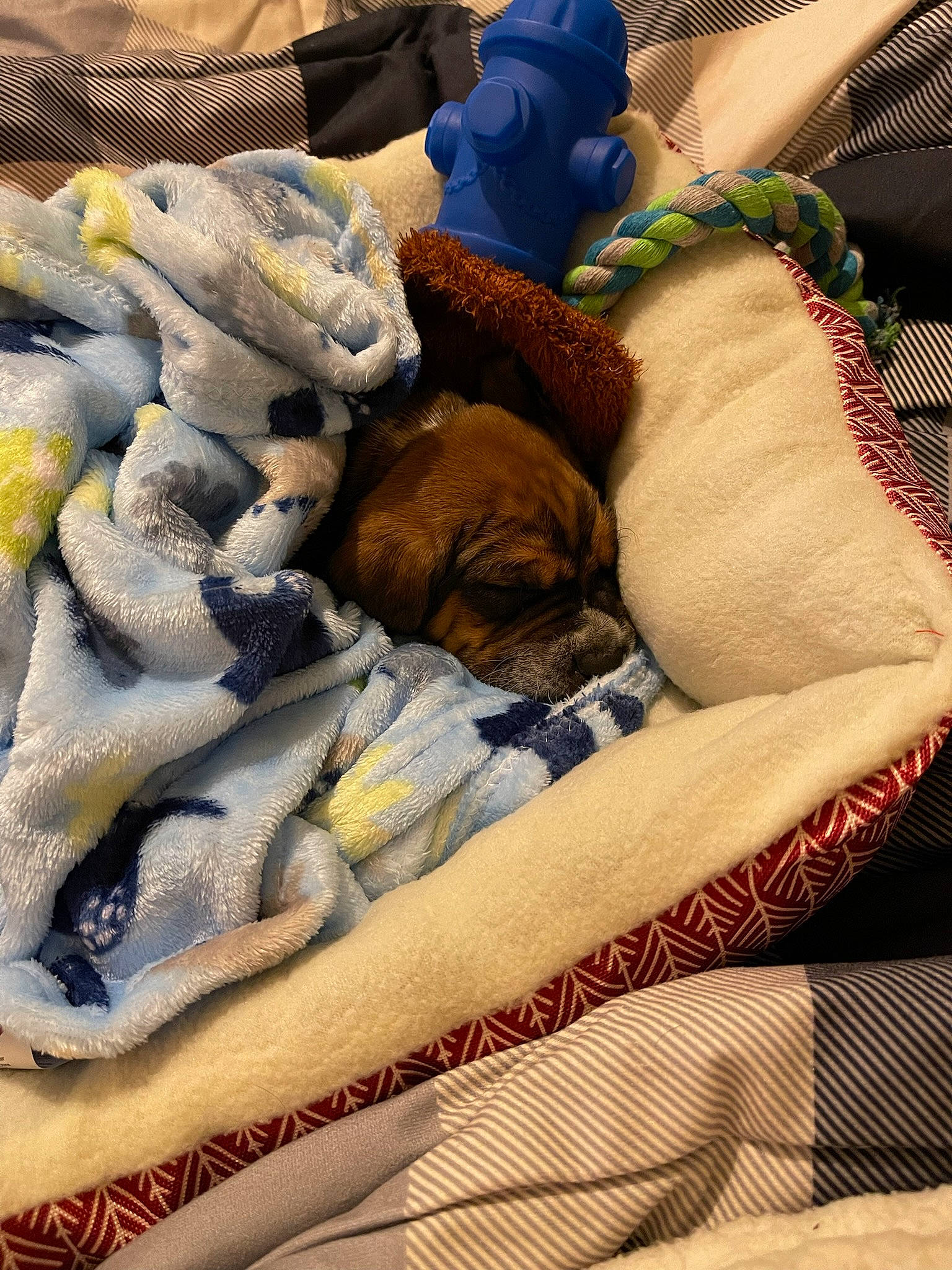 Rocky is registered to the contest to win money with this photo: bag, bed_sheet, bedding, blanket, comfort, companion_dog, felidae, fur, linens, nap, pattern, room, sleep, small_to_medium_sized_cats, textile, thread, wool, woolen, woven_fabric