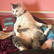 Stache joined the competition — help win amazing prizes! bed, bedding, belly, blanket, cat, collar, cozy, feline, home, indoor, paw, pet, pink_wall, playful, portrait, relaxed, sitting, tabby, whiskers, white_fur