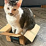 black_and_white, box, cardboard, cardboard_box, cat, curious, domestic_animal, ears, eyes, floor, fur, home, indoor, kitten, pet, portrait, prime_logo, sitting, whiskers, wooden_floor