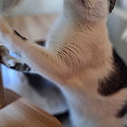 Flocon a rejoint le concours — aidez-le/la à gagner de superbes lots ! animal, blurred_background, cat, closeup, curious, cute, ears, feline, furniture, green_eyes, home, indoor, nose, paw, pet, soft_focus, tabby, whiskers, white_fur, wood