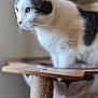 animal, blurred_background, cat, closeup, curious, ears, feline, focus, fur, green_eyes, home, indoor, looking_away, pet, scratching_post, side_view, tabby, whiskers, white_fur, wooden_platform