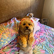 Lucy is registered to the contest to win money with this photo: dog, bed, blanket, colorful, hat, fur, pet, indoor, cozy, cute, animal, looking, standing, lying_down, wall, pillow, relaxed, small_dog, room, home