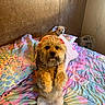 dog, bed, blanket, colorful, hat, fur, pet, indoor, cozy, cute, animal, looking, standing, lying_down, wall, pillow, relaxed, small_dog, room, home