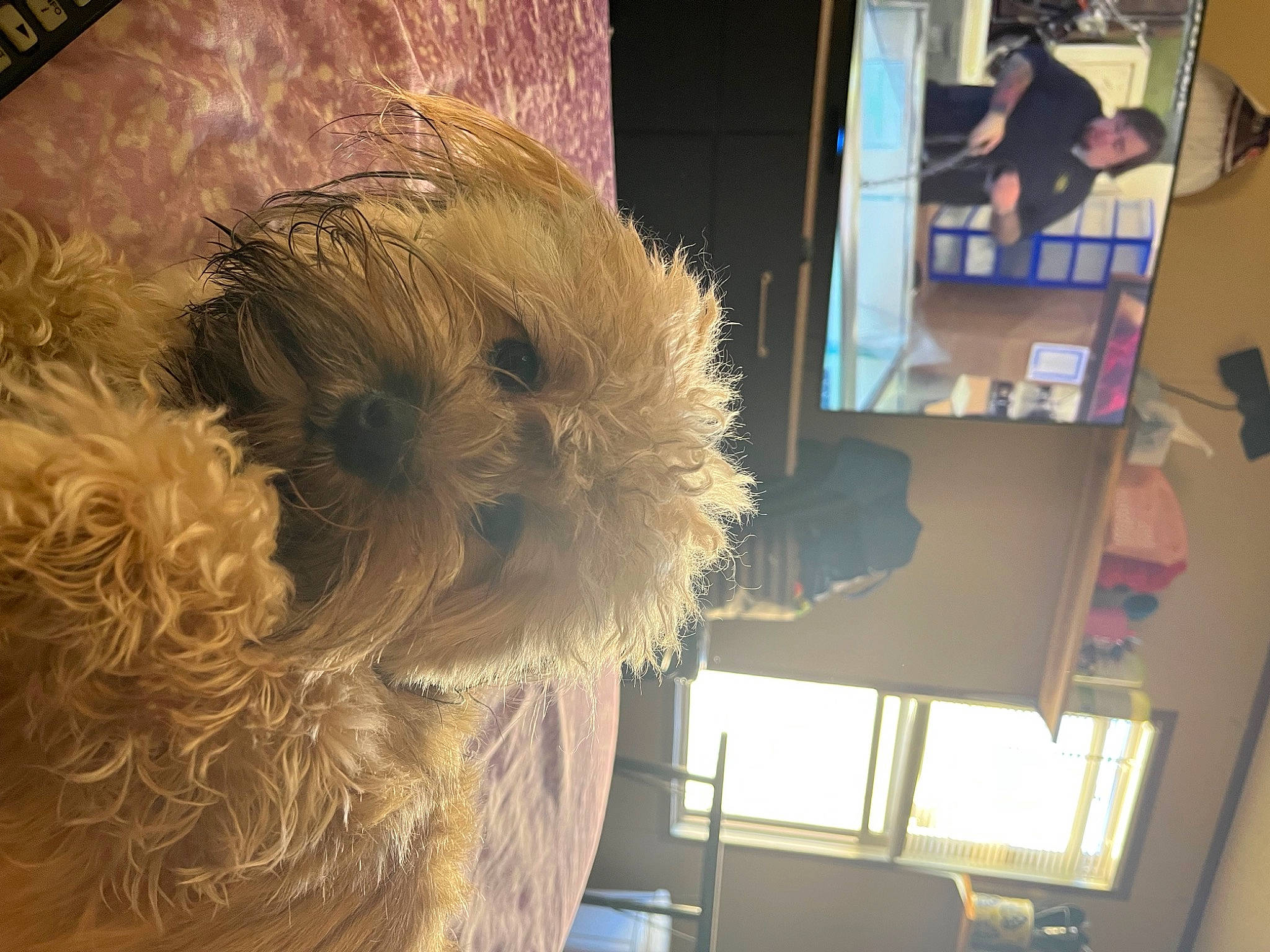 Lucy is registered to the contest to win money with this photo: canidae, carnivore, companion_dog, dog, dog_breed, eyewear, flooring, fur, non_sporting_group, poodle, room, small_terrier, snout, sporting_group, sunglasses, terrier, toy_dog, visual_arts