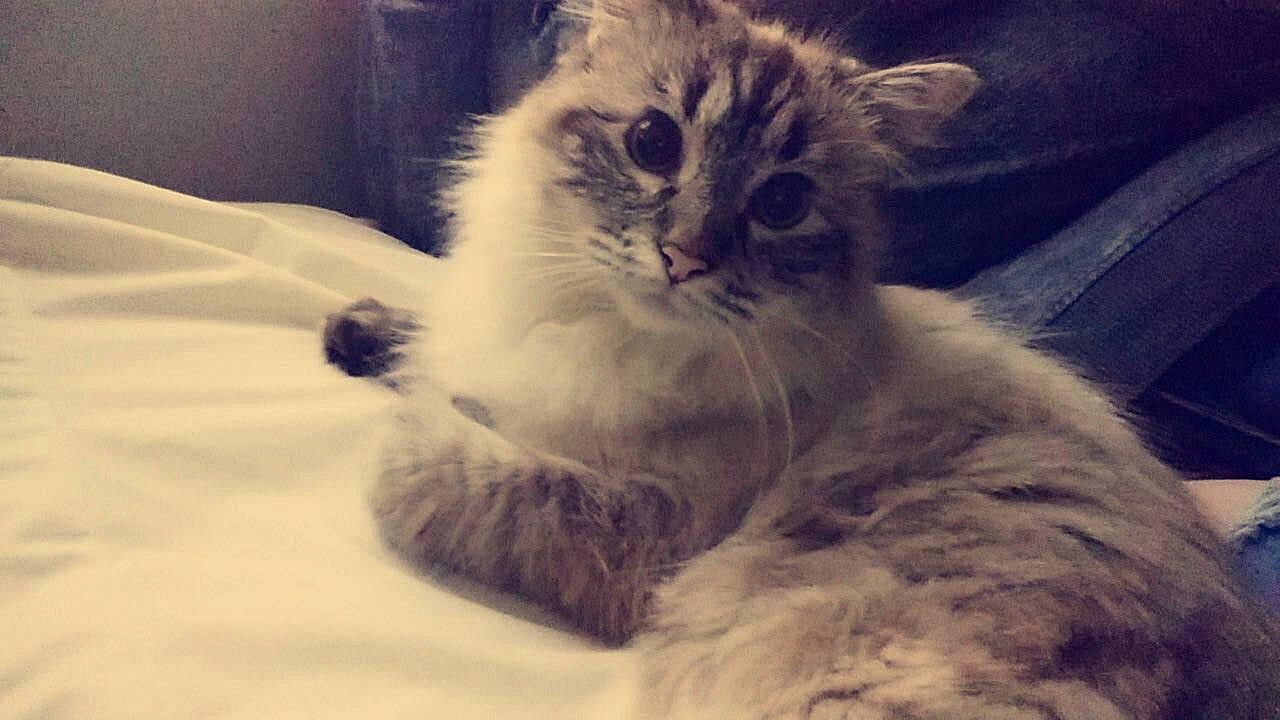 Keeko is registered to the contest to win money with this photo: bed, carnivore, cat, cat_bed, claw, cloud, comfort, domestic_short_haired_cat, felidae, fur, paw, small_to_medium_sized_cats, snout, tail, terrestrial_animal, whiskers, window