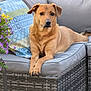 backyard, canine, cushion, dog, domestic_animal, ears, flower, fur, garden, looking, outdoor, paws, pet, purple_flower, relaxing, resting, snout, sofa, wicker_furniture, yellow_flower