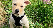 Luca is registered to the contest to win money with this photo: attentive, close_up, cute, dog, ears, foliage, garden, grass, greenery, harness, leash, nose, outdoors, paws, pet, pink_flowers, portrait, puppy, sitting, sunlight