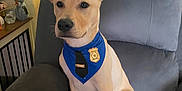 Luca joined the competition — help win amazing prizes! dog, puppy, bandana, badge, police_costume, alert_ears, sitting, couch, armchair, living_room, indoor, beige_coat, collar, pet, paws, portrait, curtain, window, plush_toy, furniture
