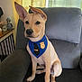 dog, puppy, bandana, badge, police_costume, alert_ears, sitting, couch, armchair, living_room, indoor, beige_coat, collar, pet, paws, portrait, curtain, window, plush_toy, furniture