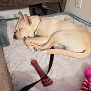 Luca joined the competition — help win amazing prizes! dog, sleeping_dog, bed, plush_bed, chew_toy, toy, leash, collar, paw, curled_up, tan_fur, indoor, cozy, carpet, resting, pet, relaxed, naptime, pink_toy, home