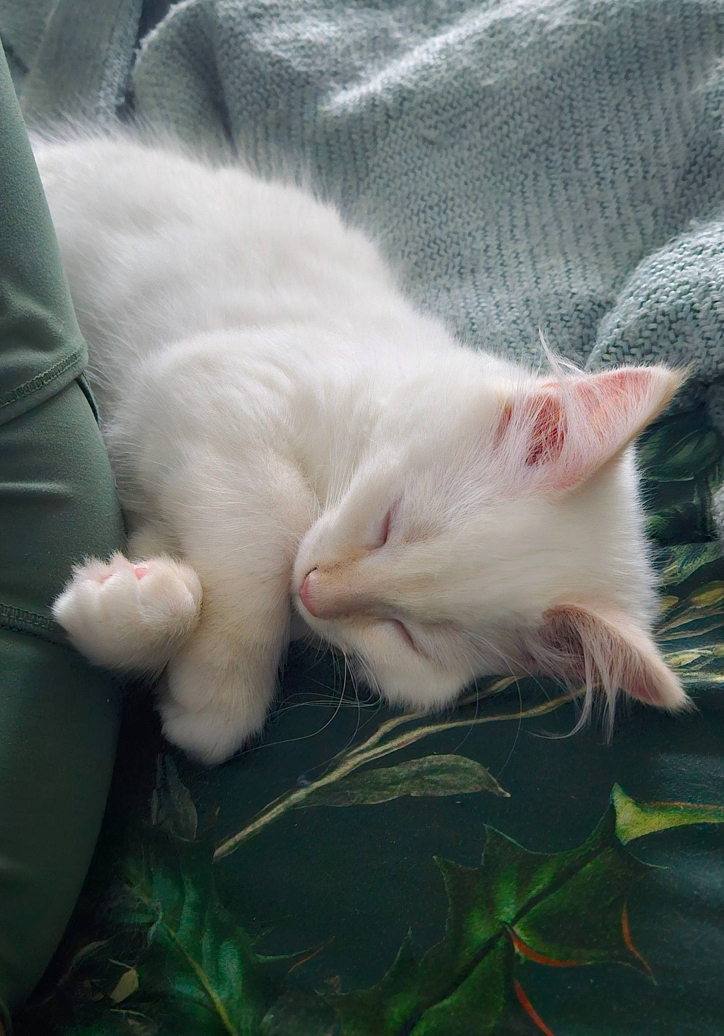 Snowy is registered to the contest to win money with this photo: carnivore, cat, claw, comfort, domestic_short_haired_cat, felidae, fur, grass, mammal, nap, paw, plant, small_to_medium_sized_cats, snout, tail, vertebrate, whiskers