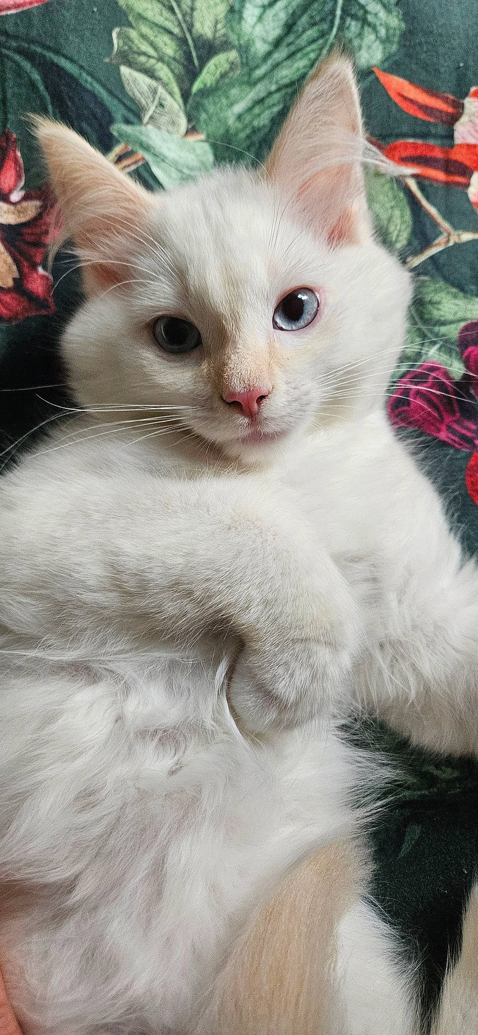 Snowy is registered to the contest to win money with this photo: carnivore, cat, claw, domestic_short_haired_cat, fawn, felidae, fur, paw, small_to_medium_sized_cats, snout, tail, terrestrial_animal, whiskers