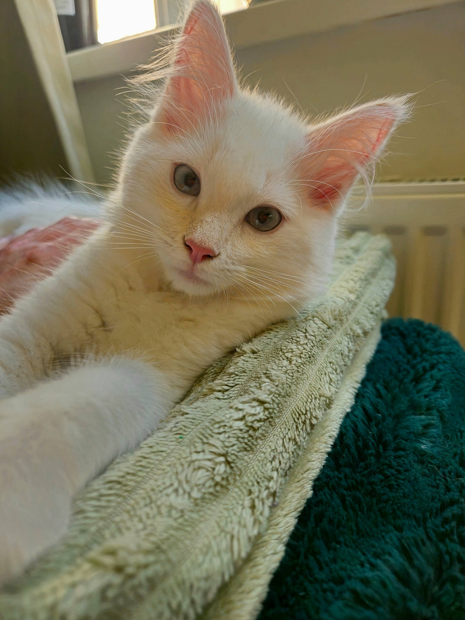 Snowy is registered to the contest to win money with this photo: carnivore, cat, claw, comfort, creative_arts, domestic_short_haired_cat, fawn, felidae, fur, paw, small_to_medium_sized_cats, snout, tail, whiskers, wool, woolen, woven_fabric