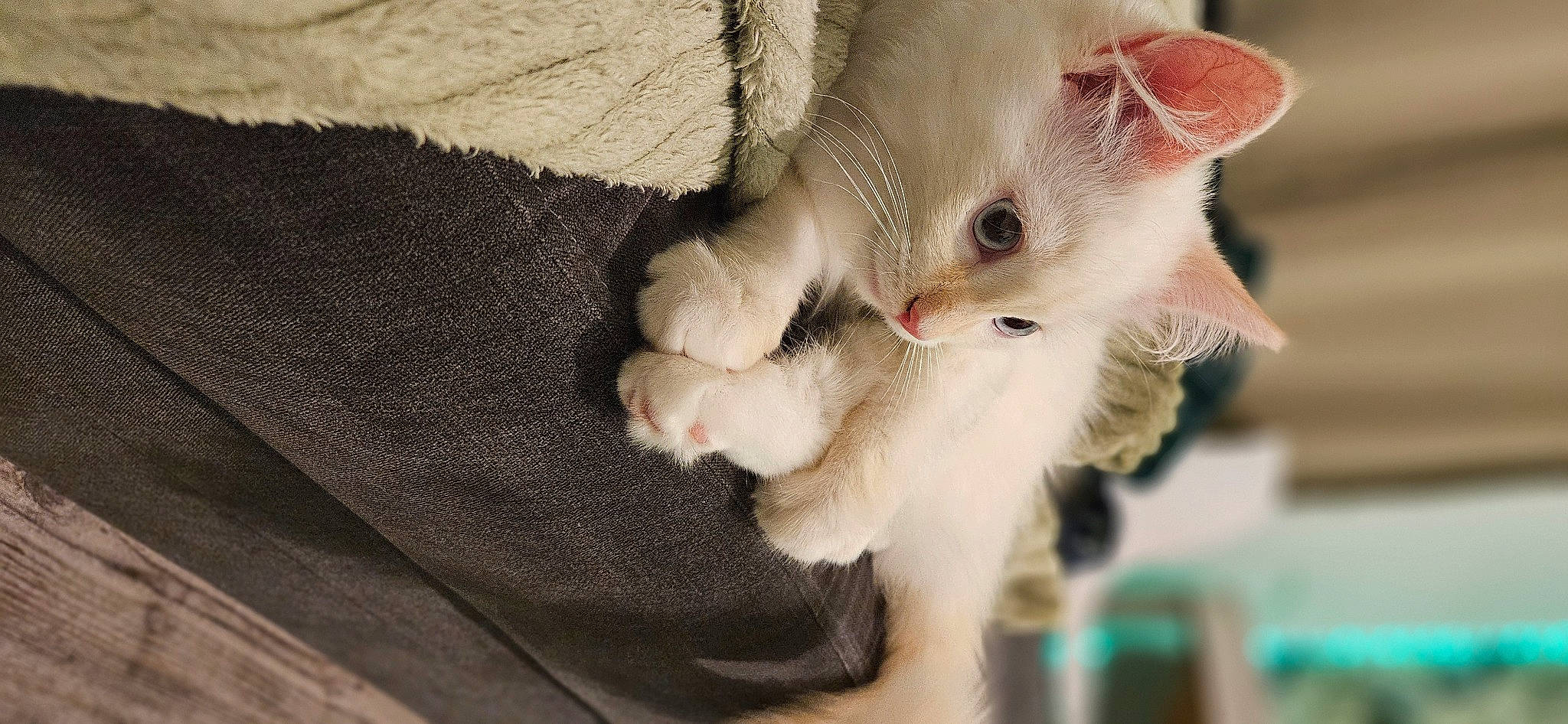 Snowy joined the competition — help win amazing prizes! carnivore, cat, claw, comfort, domestic_short_haired_cat, ear, fawn, felidae, fur, nail, paw, small_to_medium_sized_cats, snout, tail, whiskers