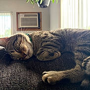 Nunu joined the competition — help win amazing prizes! air_conditioner, cat, closeup, cozy, domestic_animal, fur, furniture, hanging_plant, home, indoor, natural_light, paw, pet, plant, relaxed, sleeping, tabby, vertical_blinds, whiskers, window